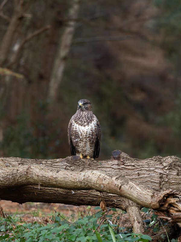 Buzzard photographed with Olympus 150-400mm
