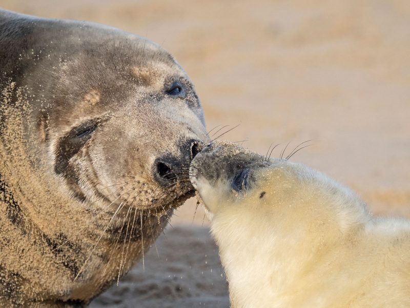 Seal and baby photographed with Olympus 150-400mm