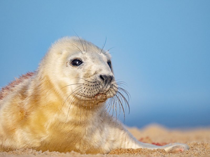 Baby seal photographed with Olympus 150-400mm