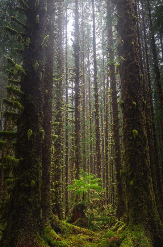 Portrait landscape of trees