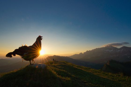 how-to-win-a-wildlife-photo-competition