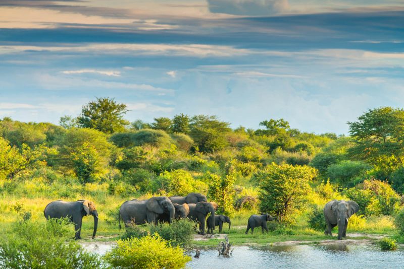 Elephant heard by watering hole by Shannon Wild