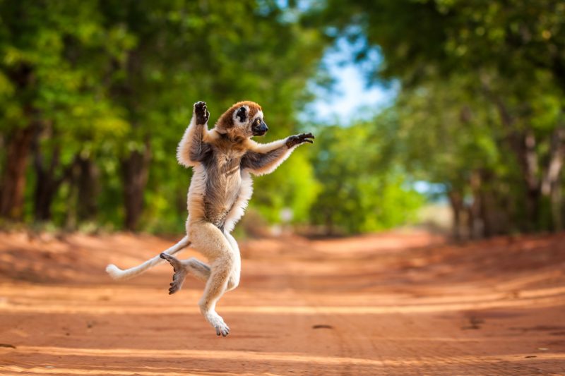 Lemur crossing road by Shannon Wild
