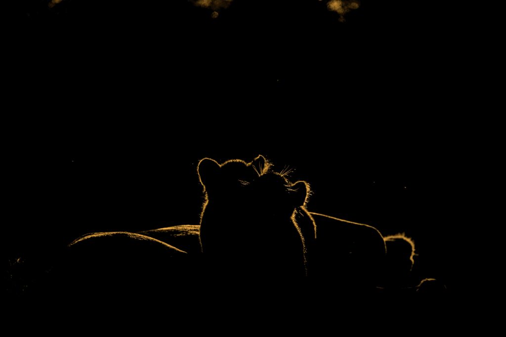 Rim lit lions