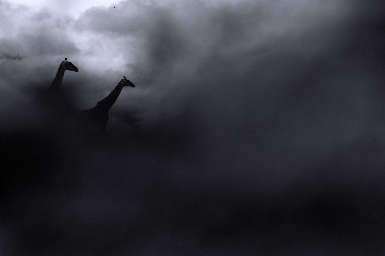 Creative photo of giraffes on safari