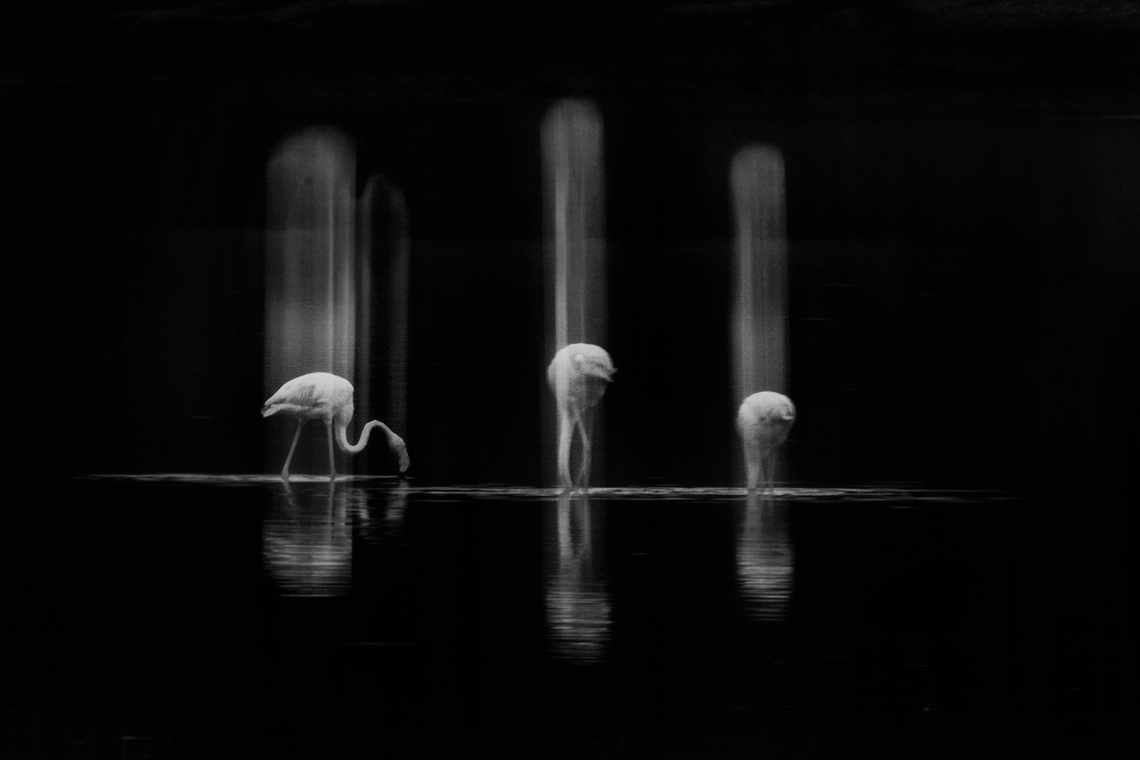 Slow shutterspeed photo of flamingos