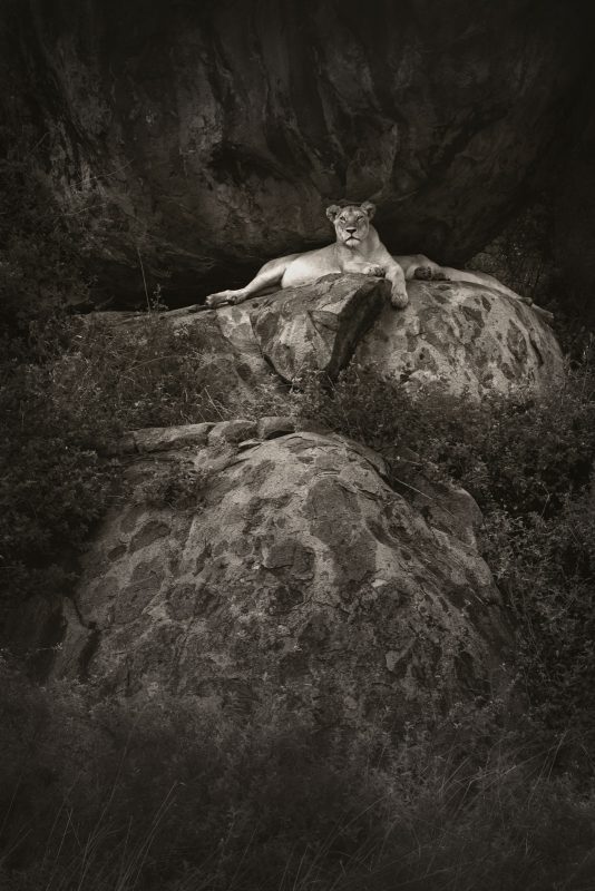 Black and white photo of a lion on a rock