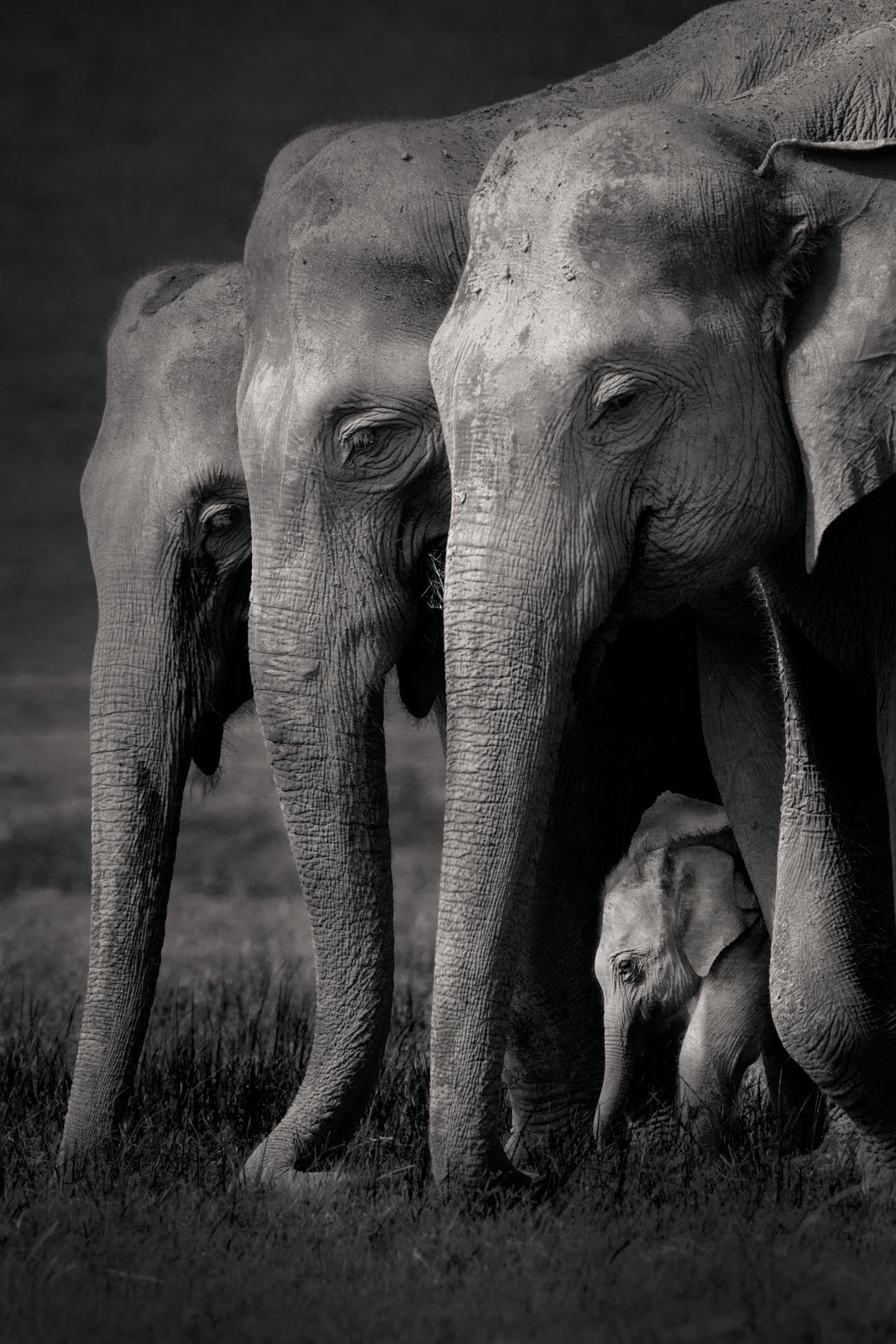 Elephants in black and white