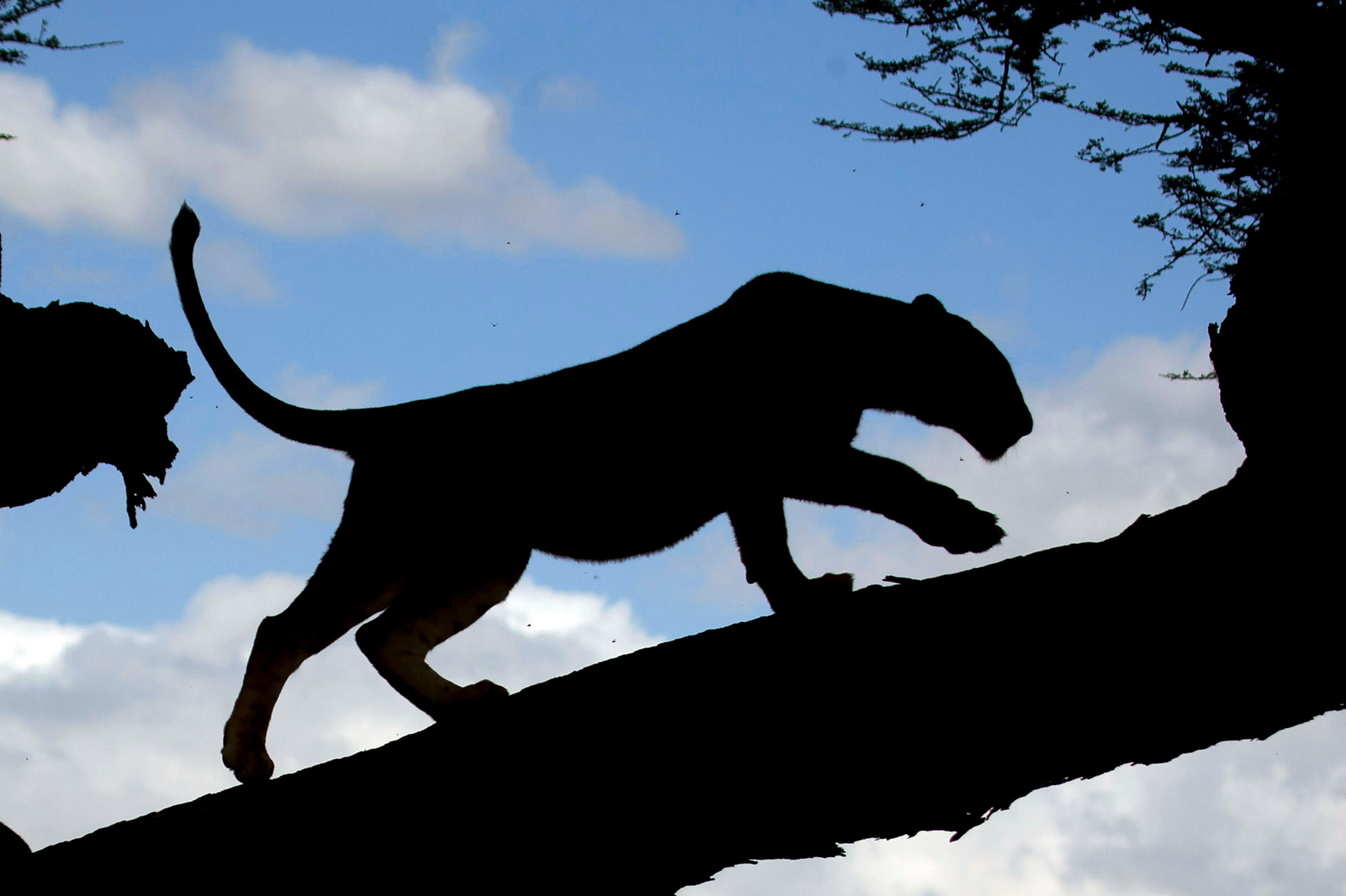Big cat silhouette in daylight
