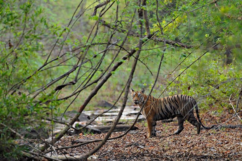 Tiger in forest