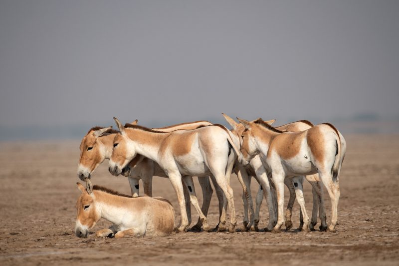 Indian Wild Ass