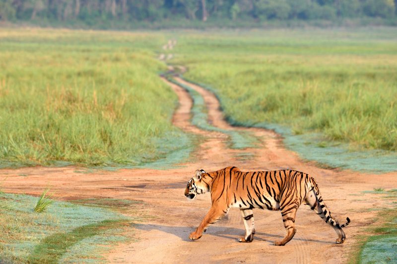 Tiger in India