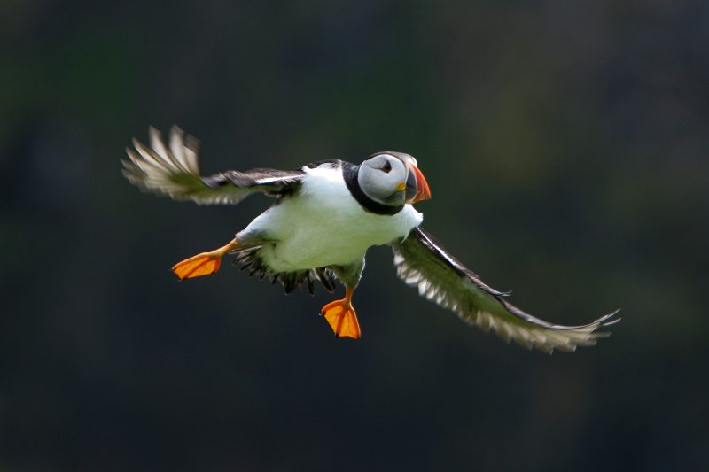 Puffin photo 2009