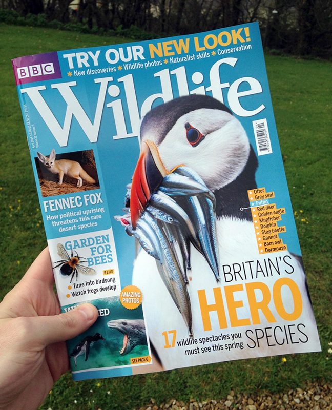 Drew Buckley puffin photo on bbc wildlife magazine