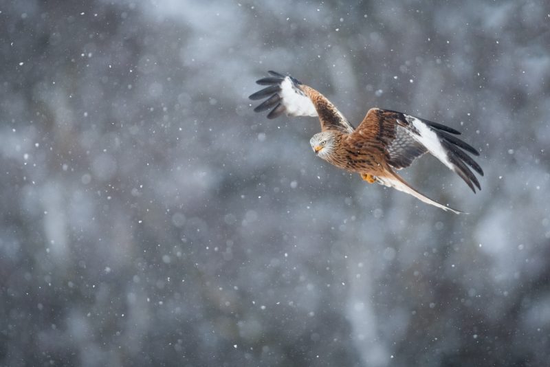 red kit flying in snow