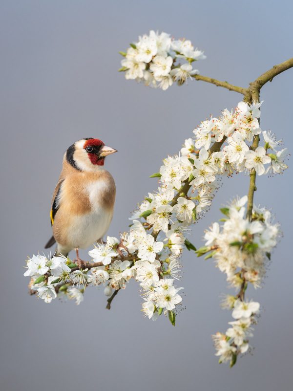 Goldfinch photo