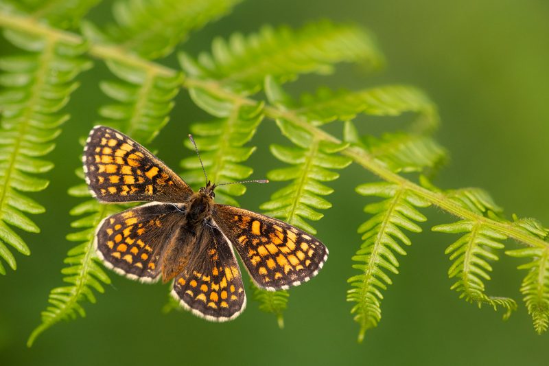 Heath fritillary butterfly