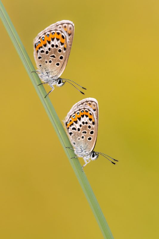 Silver studded blue butterflies