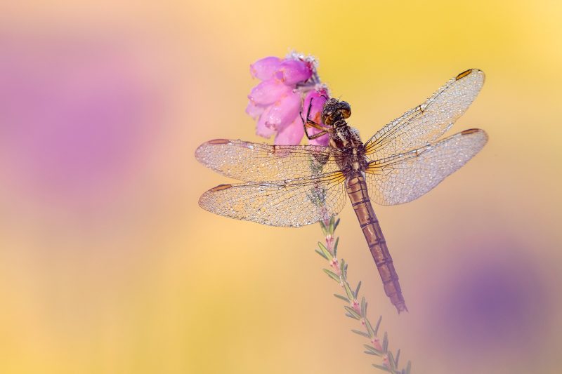 Keeled skimmer