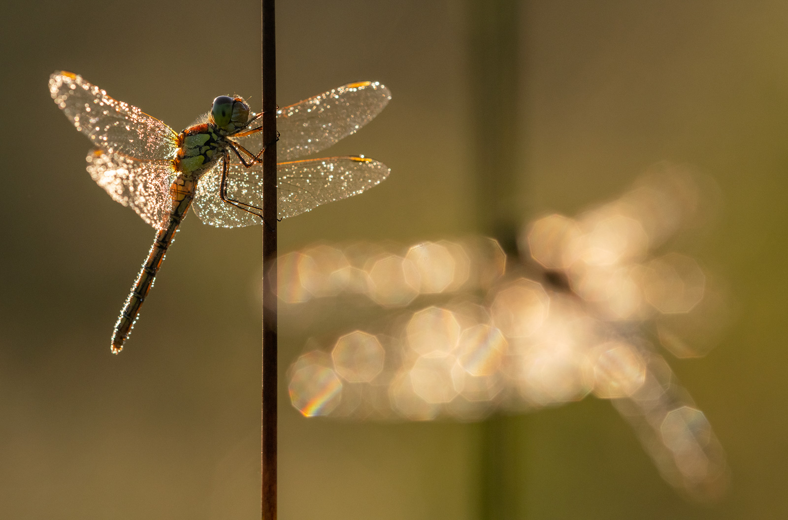 Common darter dragonfly