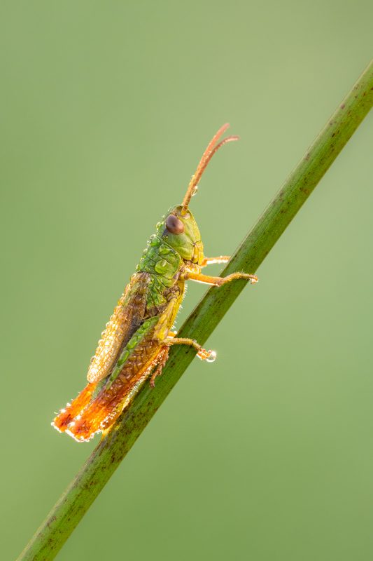 Grasshopper