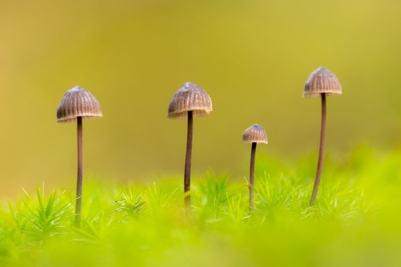 Mycena fungi