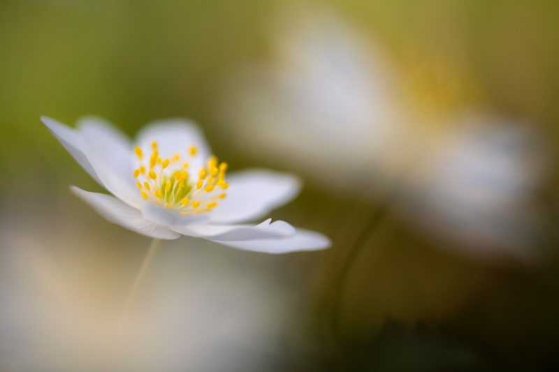 Wood anemone 