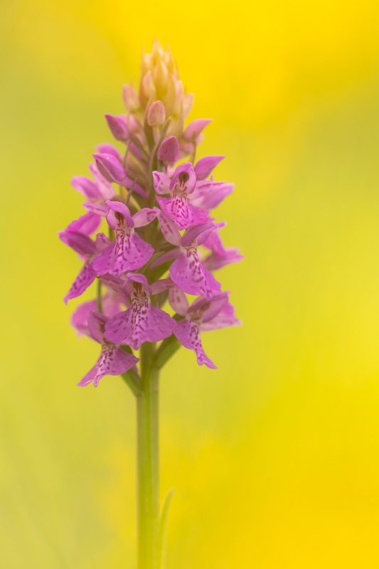 Marsh Orchid