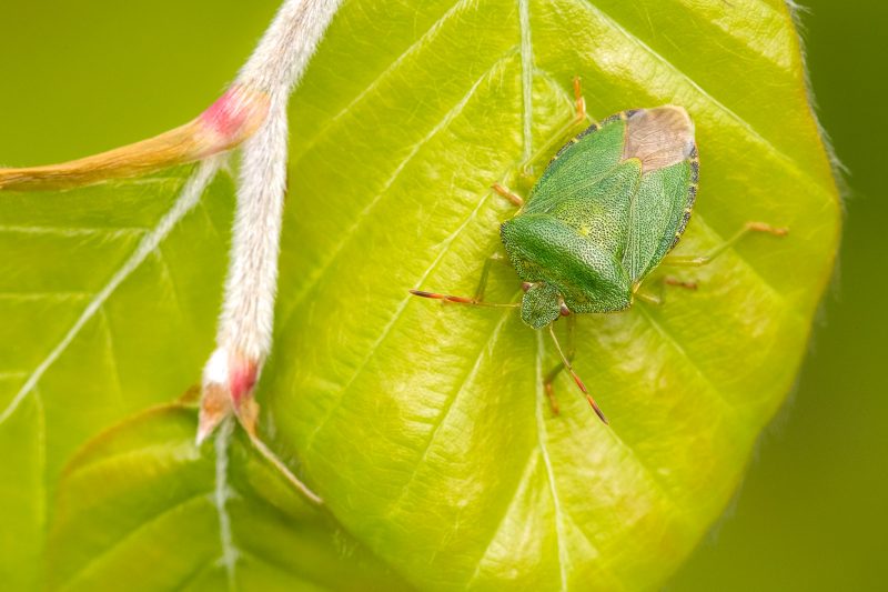 Green shield bug