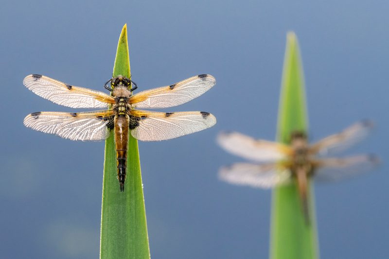 Four spotted chaser