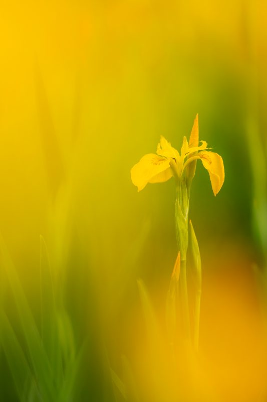 Yellow Iris