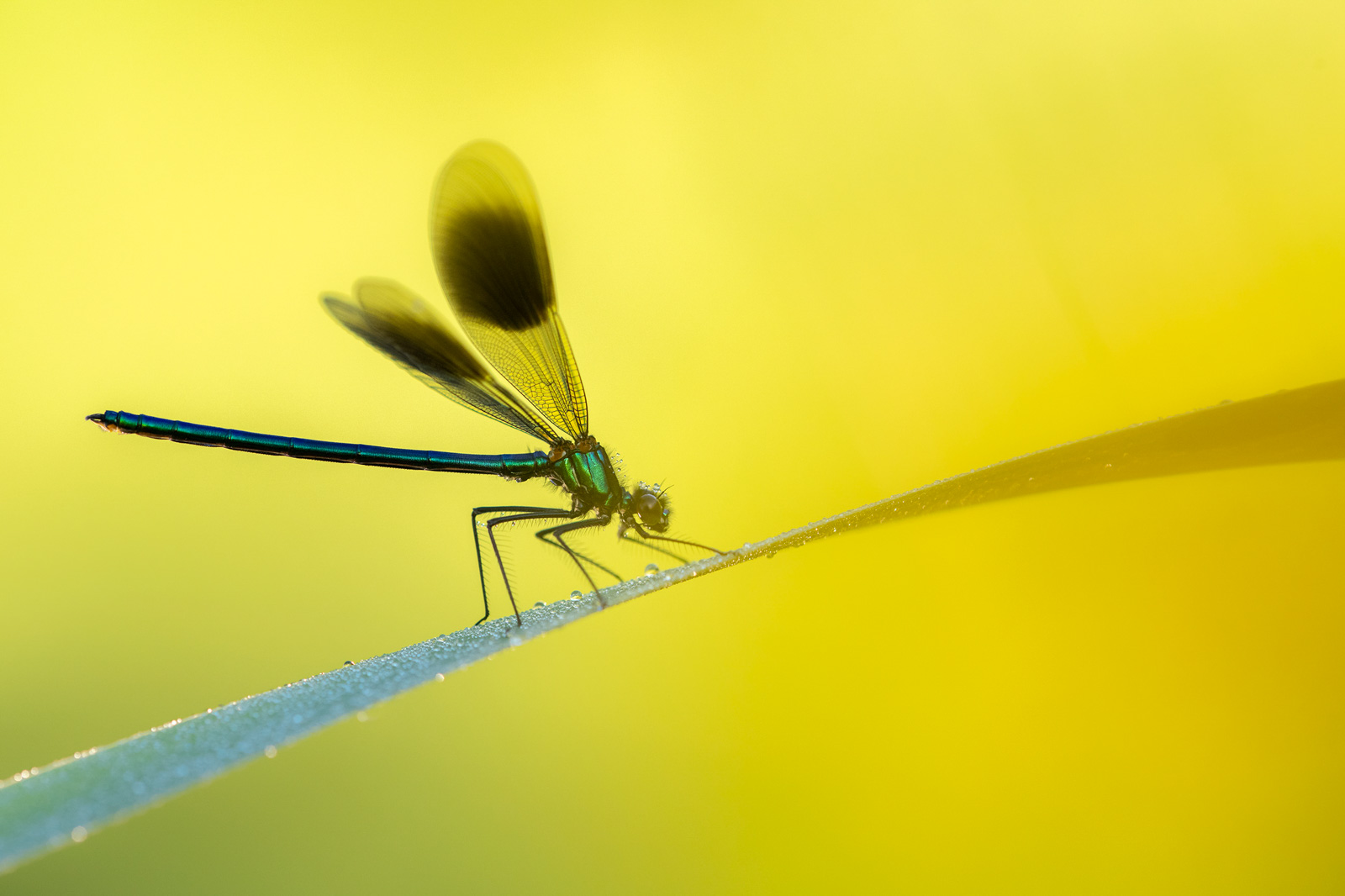Banded demoiselle