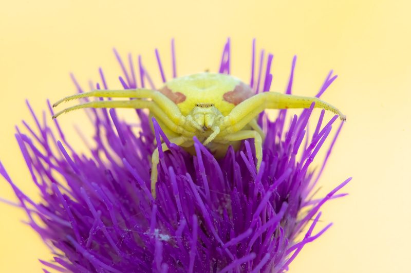 Crab spider