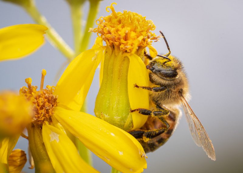 Bee collecting pollen from yellow flower