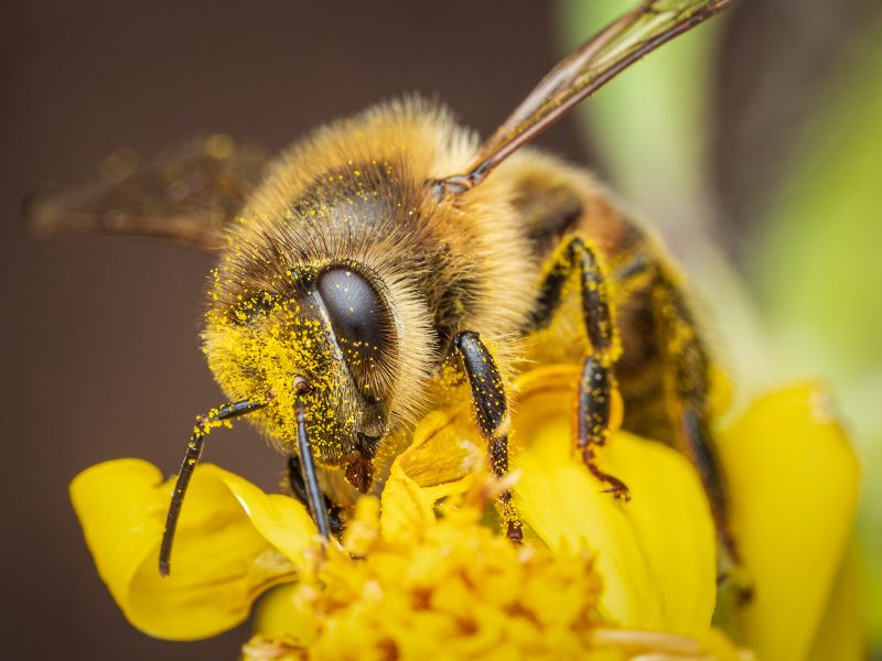 Bee covered in pollen on flower
