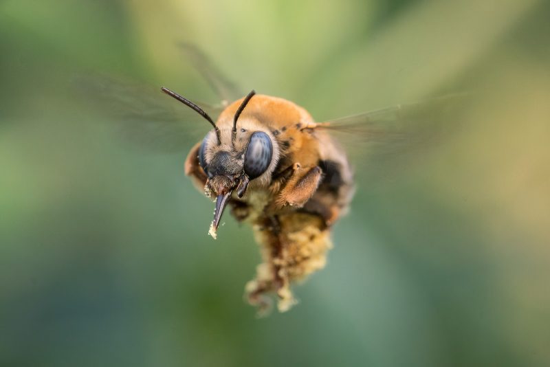 Bee in flight