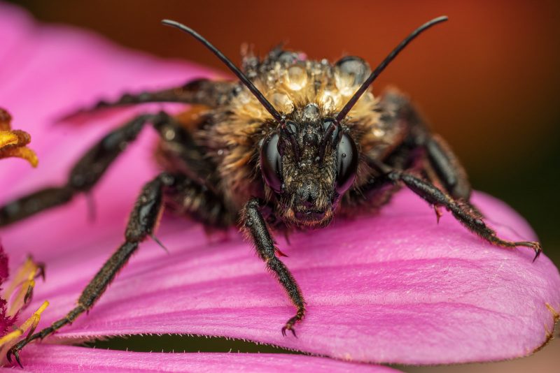 Raindrop covered bee