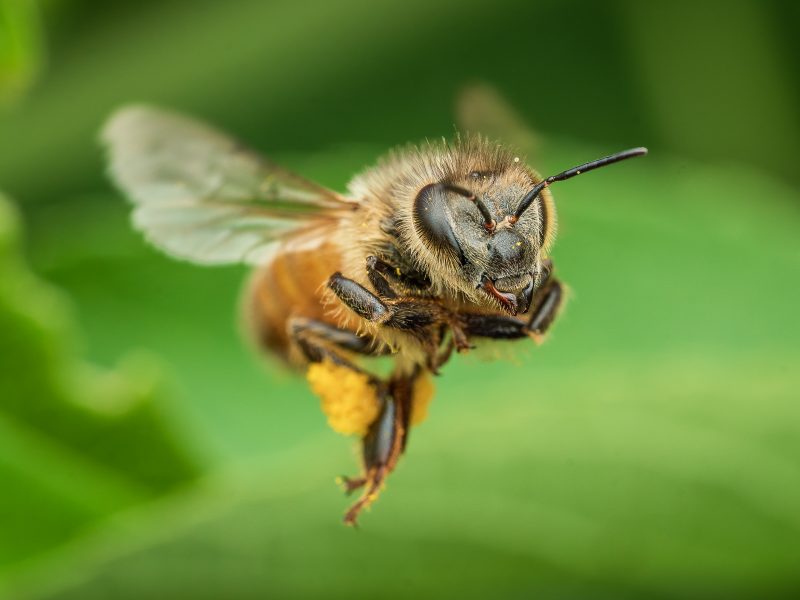 Bee in flight