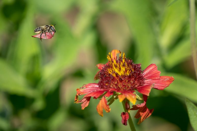Bee carrying a petal in flight