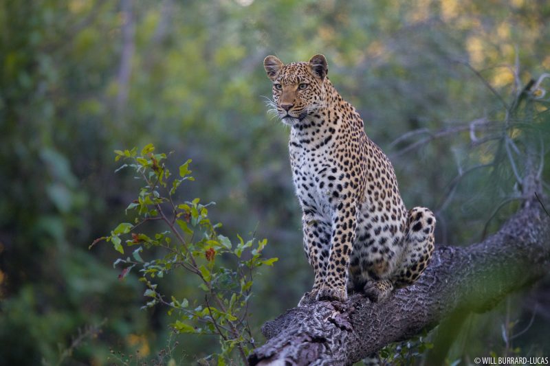 Leopard photograph