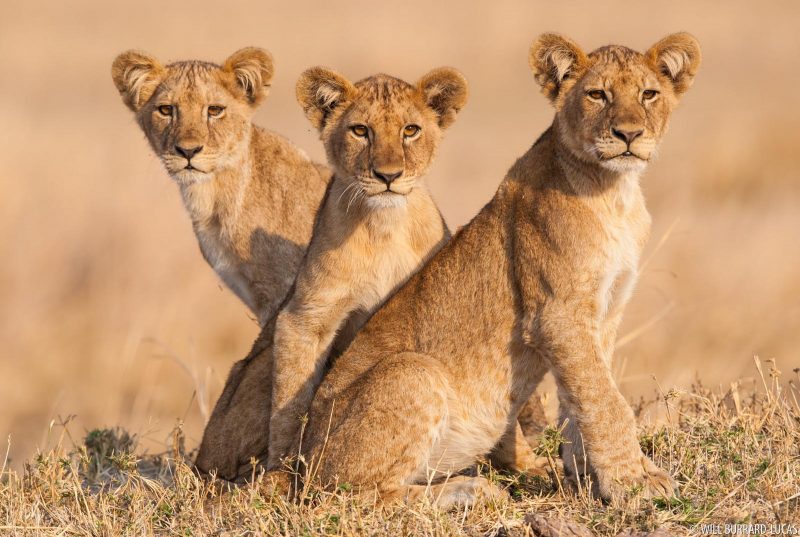 three lion cubs