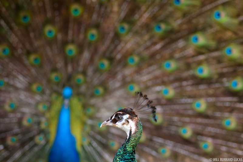 peacock pair