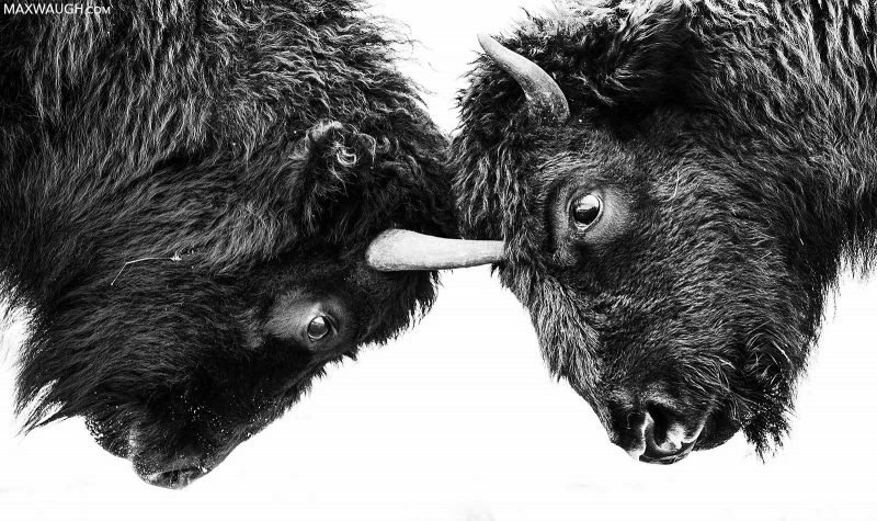 Black and white photo of fighting bison