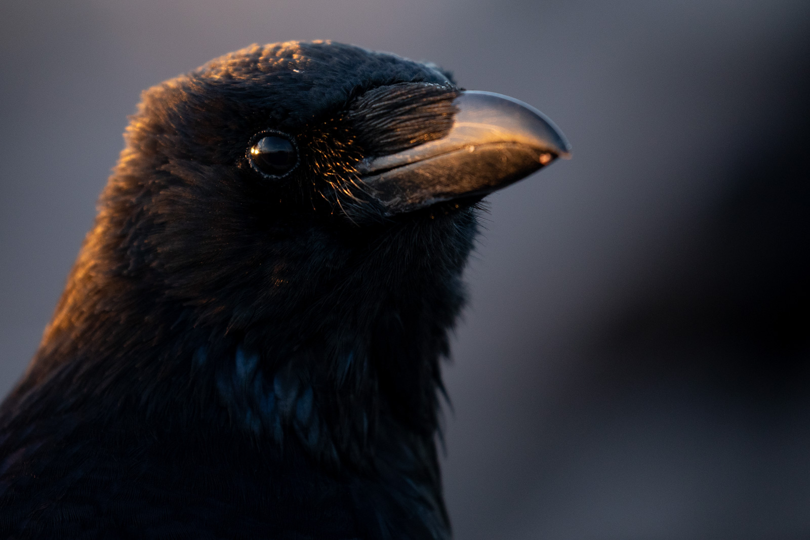 How to Photograph Crows Nature TTL