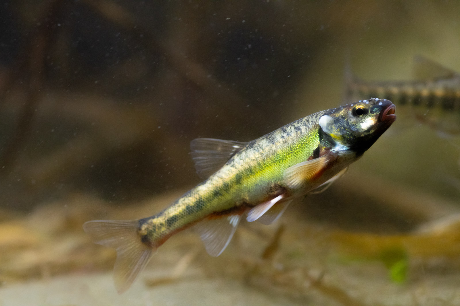 How to Photograph Freshwater Fish in the UK Nature TTL