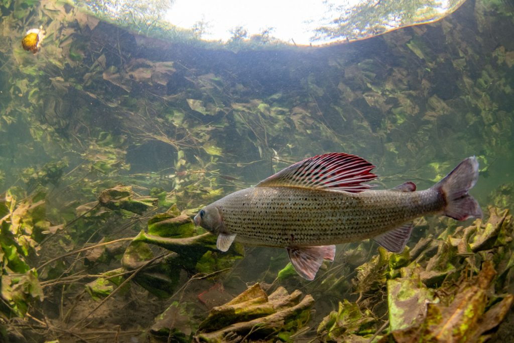 How to Photograph Freshwater Fish in the UK Nature TTL