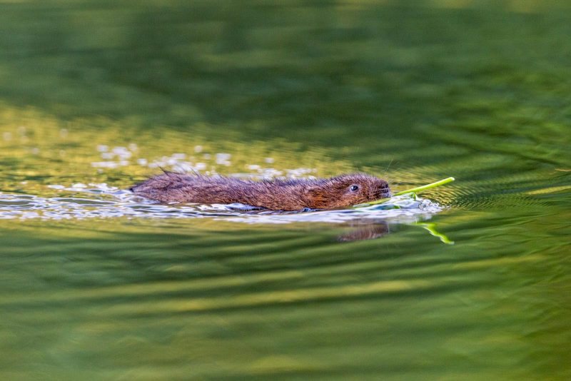 Water vole swimming with food in mouth