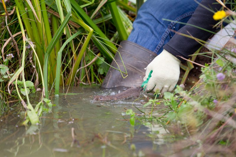 Releasing water vole into water