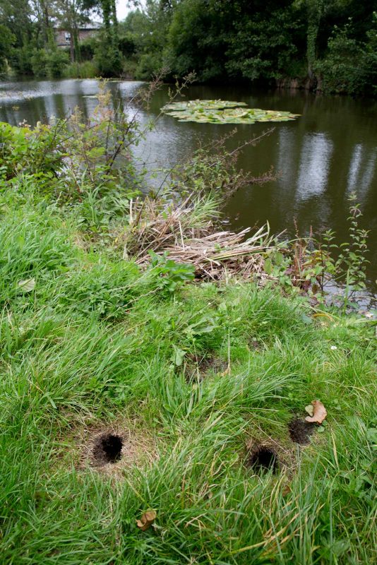 water vole burrows next to a river