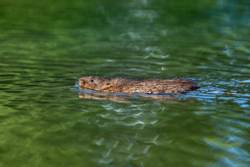 A swimming water vole 